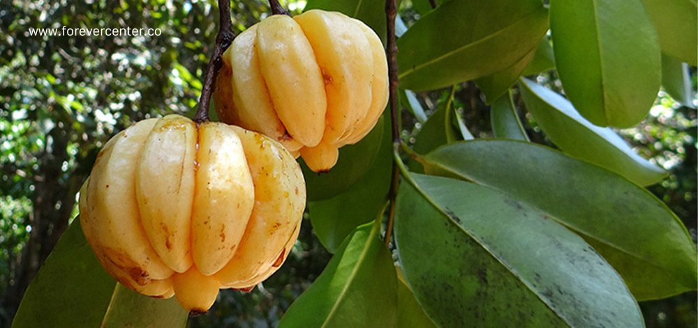 نحوه مصرف قرص گارسینیا کامبوجیا
